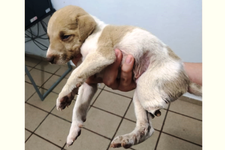 Crueldade: Filhotes são mutilados e mortos em Patos e ONG pede ajuda para encontrar culpado