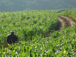 Governo Federal autoriza pagamento do Garantia-Safra para 12 municípios paraibanos