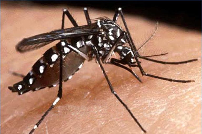 Pesquisadora da UFPB desenvolve inseticida a partir de planta do semiárido capaz de matar mosquito da dengue