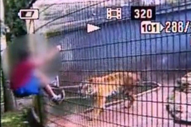 Pai de menino que teve braço amputado após ser atacado por tigre é condenado pela Justiça