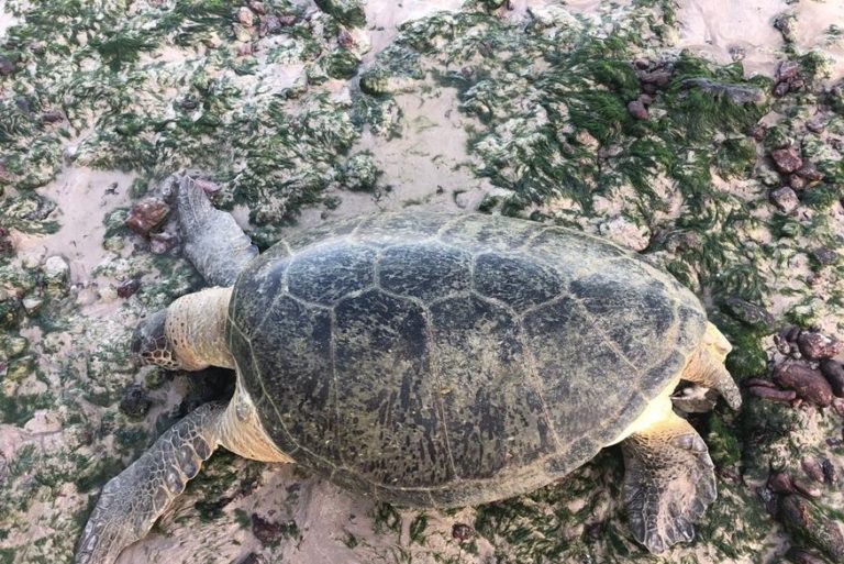 Mais de 180 tartarugas marinhas já foram encontradas mortas no litoral paraibano este ano