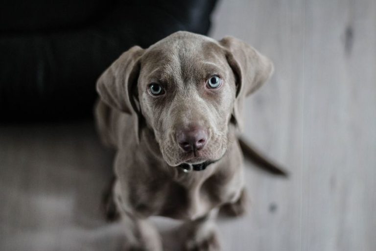 Suspeito de matar cachorro com golpe de foice é preso na Paraíba
