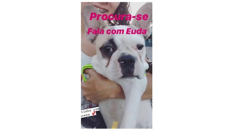 INGÁ: Procura-se buldog francês desaparecido