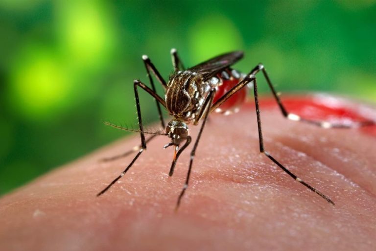 Paraíba e mais dez estados poderão ter surto de dengue em 2020, alerta Ministério da Saúde