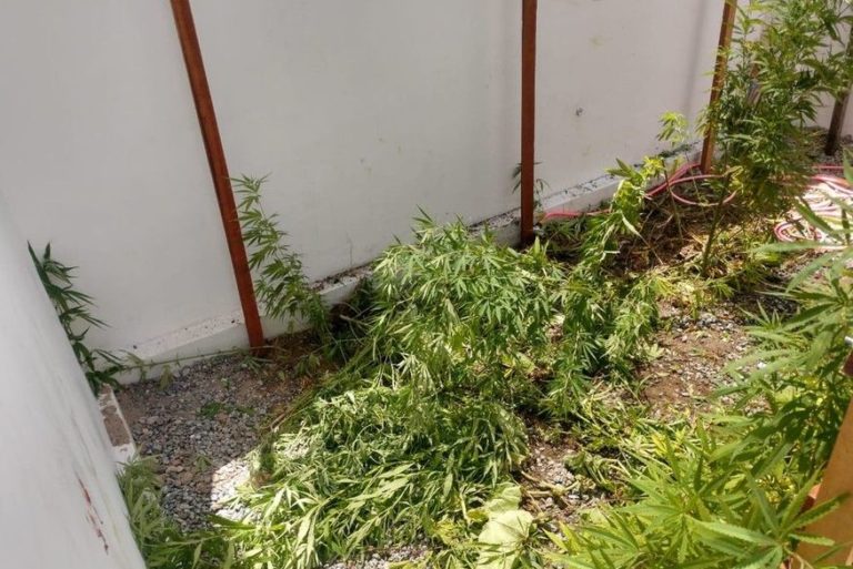 Homem é preso com cerca de 100 pés de maconhas plantados no jardim de casa em CG