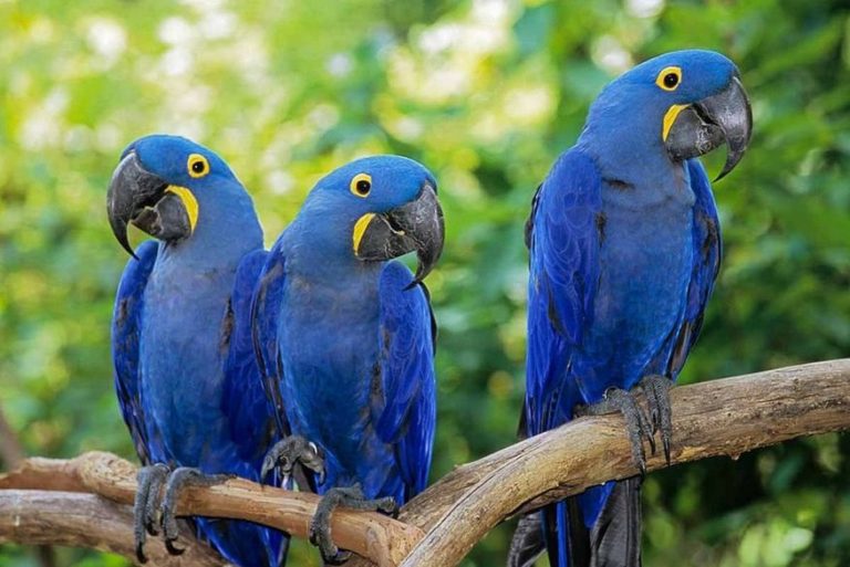 Extintas na natureza, ararinhas-azuis serão reinseridas de volta à Caatinga