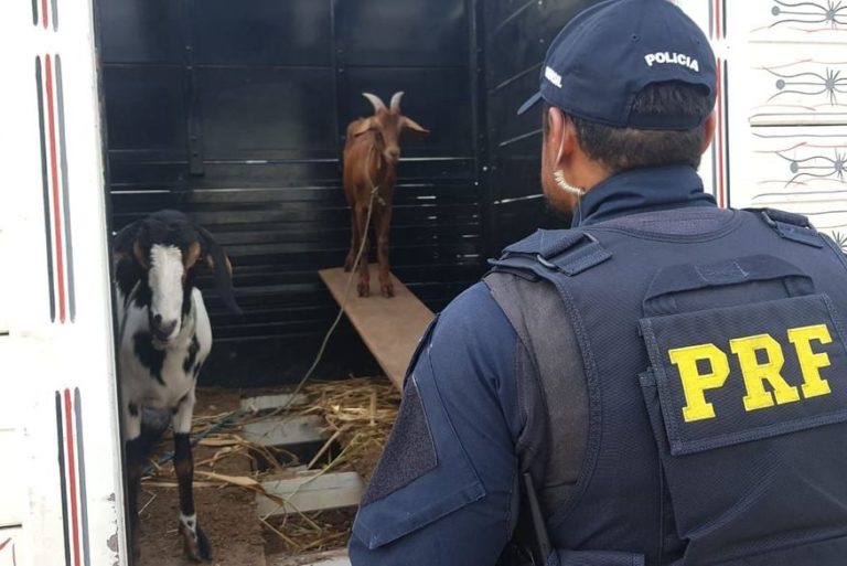 PRF apreende cocaína em fundo de caminhonete que transportava cabras em Campina Grande