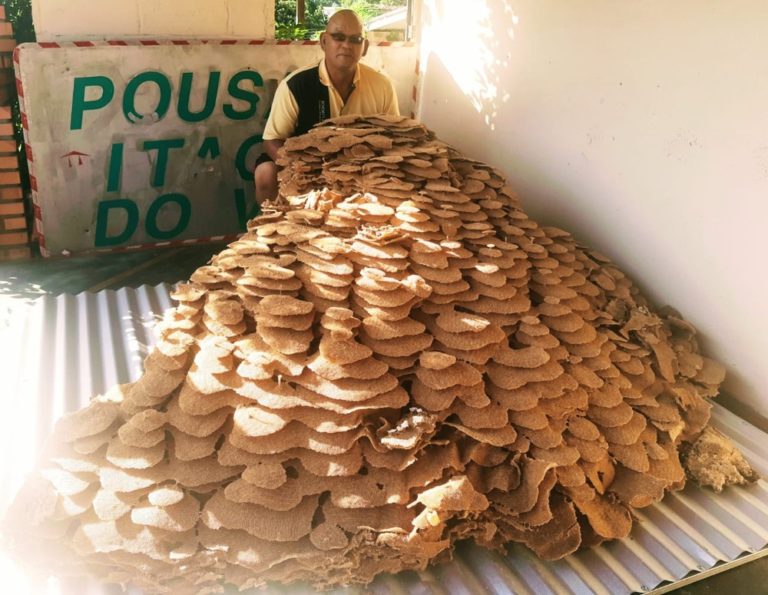 Moradores encontram ninho gigante de vespas em SP: ‘Assustador’