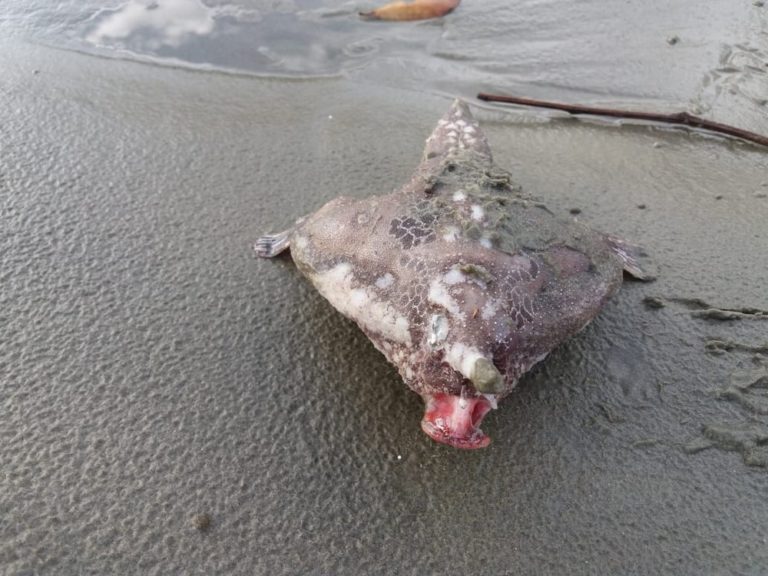 Peixe-morcego aparece em praia do litoral de SP e vira atração