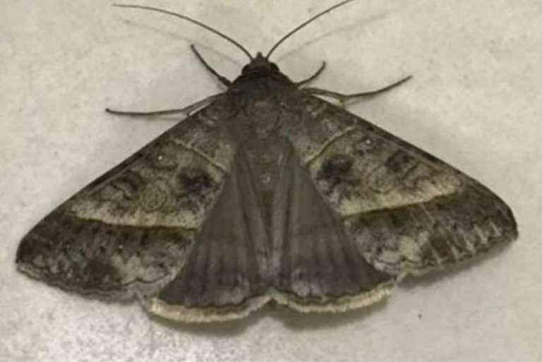 Funcionários de hospital relatam ver imagem de Nossa Senhora Aparecida em mariposa