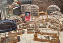 Polícia Militar apreende 17 aves silvestres e aplica multa de R$ 8,5 mil no Sertão da Paraíba