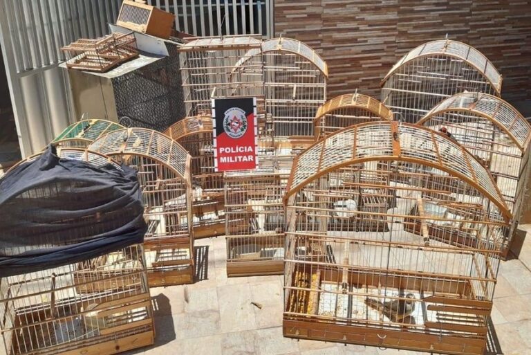 Polícia Militar apreende 17 aves silvestres e aplica multa de R$ 8,5 mil no Sertão da Paraíba