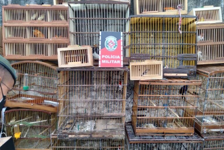 Mais de 2,2 mil animais foram resgatados este na Paraíba durante operações policiais