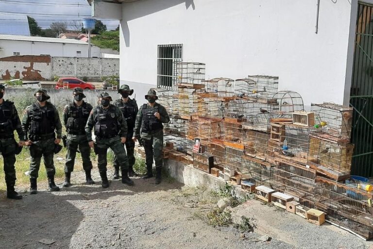Polícia apreende mais de 100 aves silvestres que seriam comercializadas ilegalmente na Feira da Prata, em Campina Grande Polícia apreende mais de 100 aves silvestres que seriam comercializadas ilegalmente na Feira da Prata, em Campina Grande