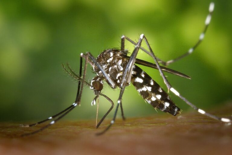 ALERTA: Relatório confirma mortes por Zika e Chikungunya em Riachão do Bacamarte e Aroeiras