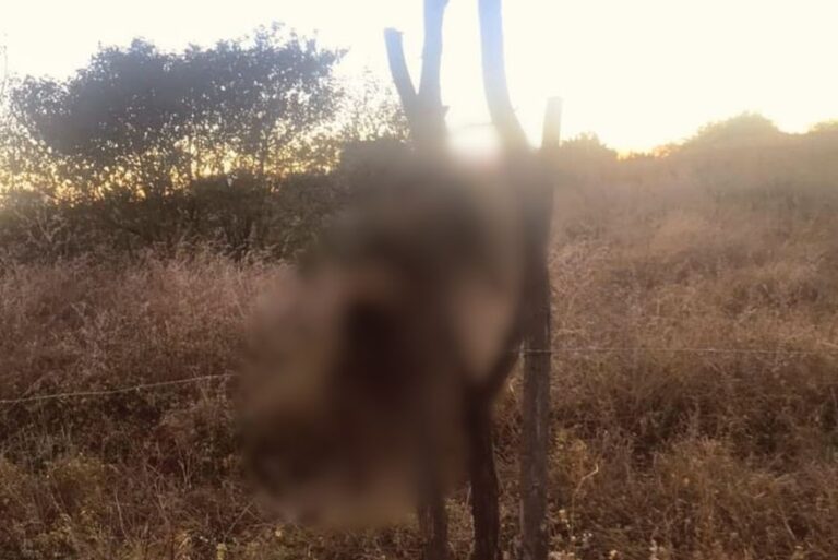 Dois gatos são mortos ‘crucificados’ no Sertão da Paraíba e polícia e entidades de proteção investigam violência animal