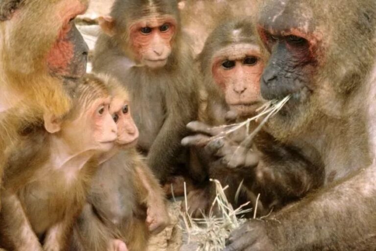 China tem primeiro registro de morte devido a vírus raro de macaco