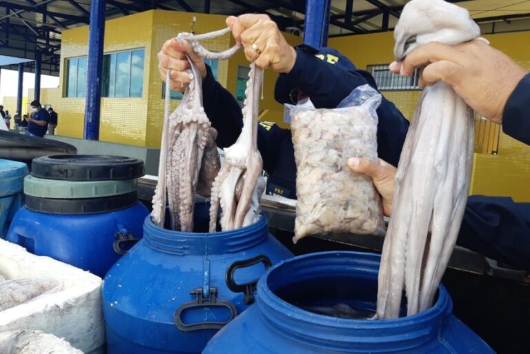 Carga com mais de meia tonelada de frutos do mar sem refrigeração é apreendida pela PRF em Mamanguape