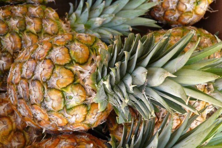 Paraíba registra a menor produção de abacaxi em dez anos, mas permanece como 2º maior produtor do país