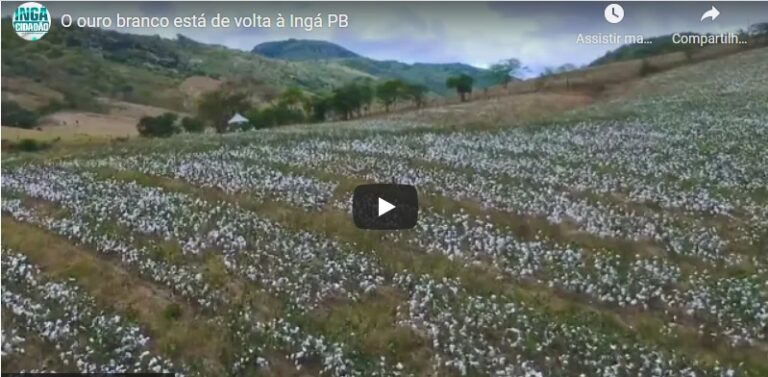 VÍDEO: O “ouro branco” de volta à Ingá. O resgate da cultura do algodão, agora orgânico e com compra da safra garantida pela indústria têxtil