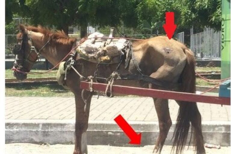Ministério Público da Paraíba pede na Justiça fim de carroças puxadas por animais e substituição por bicicletas