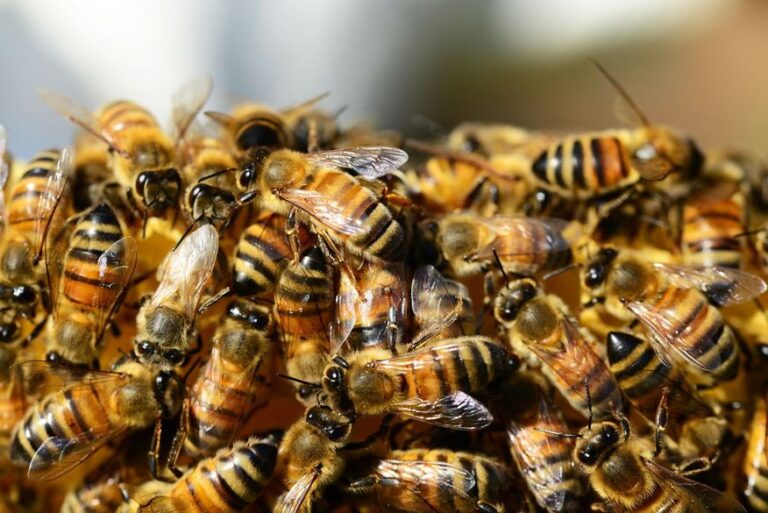 Idosa morre após ser atacada por abelhas em colheita no interior da Paraíba