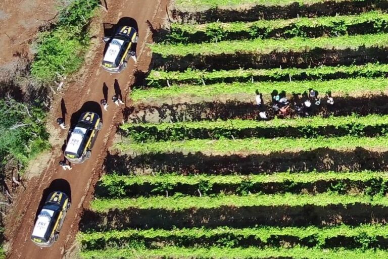 Ministério Público do Trabalho fiscaliza uso de agrotóxicos em sítio na Paraíba após funcionária ser socorrida desmaiada