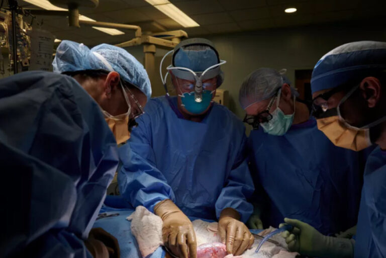 Transplante de rim de porco em humano é realizado pela primeira vez com sucesso