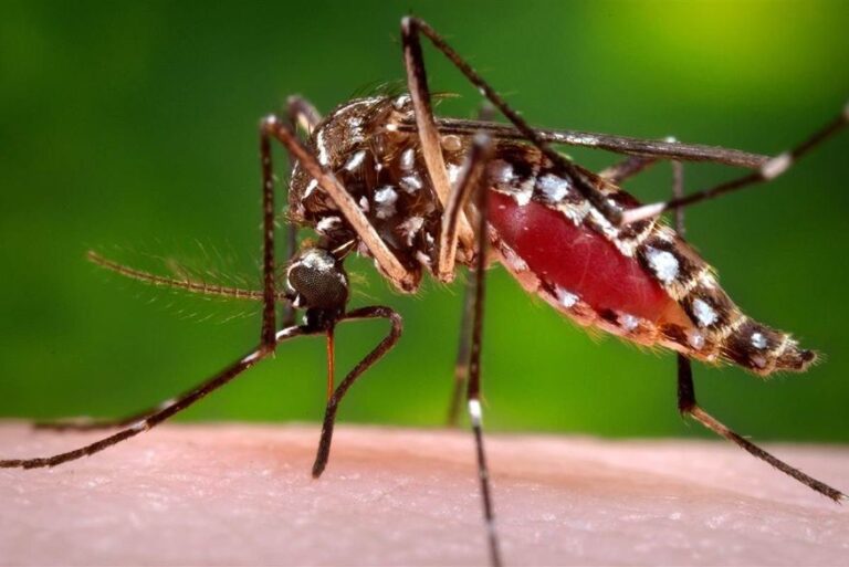 SES reforça recomendações para prevenção ao Aedes aegypti