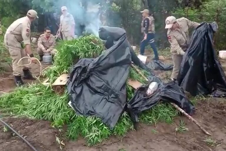 Operação Formigueiro: Polícia Civil localiza e incinera plantação de maconha no Sertão da Paraíba Operação Formigueiro: Polícia Civil localiza e incinera plantação de maconha no Sertão da Paraíba