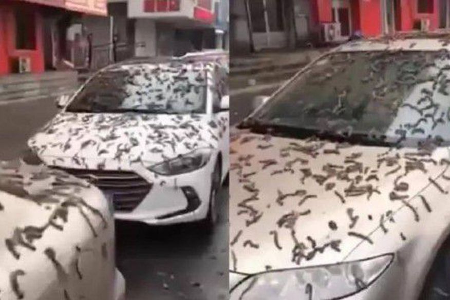 Leia mais sobre o artigo Misteriosa “chuva de vermes” cai na China