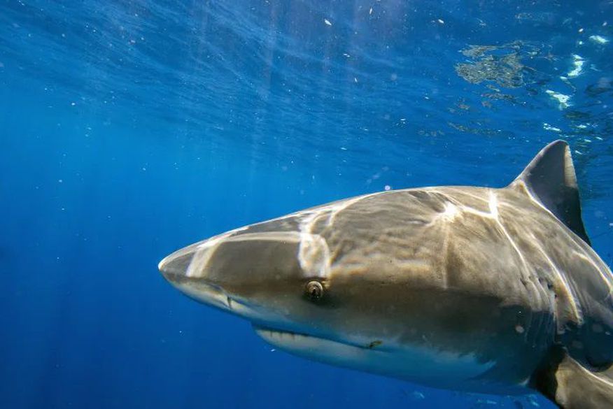Leia mais sobre o artigo ‘Tela contra tubarões não é solução’, diz reitor da UFRPE