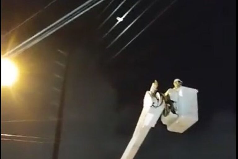 VÍDEO: eletricistas fazem atendimento inusitado e resgatam pato em rede de energia VÍDEO: eletricistas fazem atendimento inusitado e resgatam pato em rede de energia