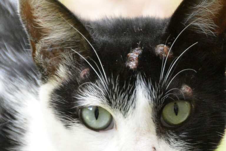 Paraíba tem aumento de mais de 80% de casos da ‘doença dos gatos’ em 2023; mortes já foram registradas no estado