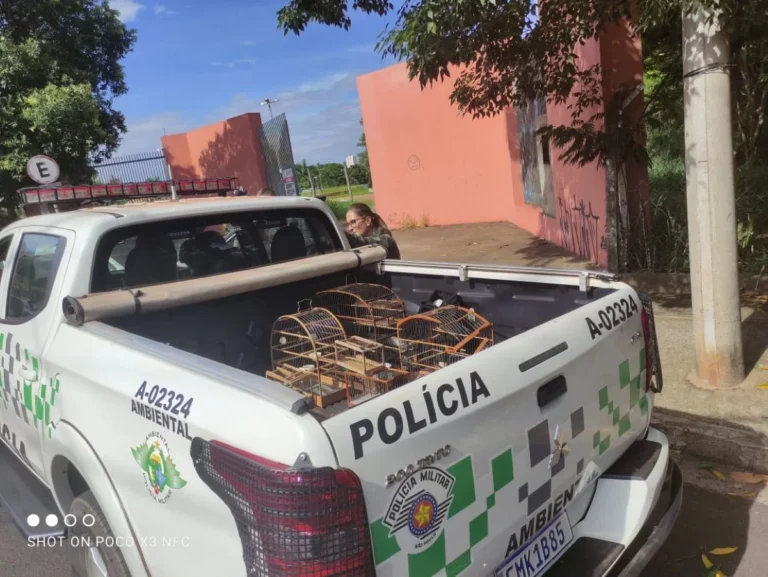 Polícia resgata aves silvestres usadas como “isca” por caçadores; veja