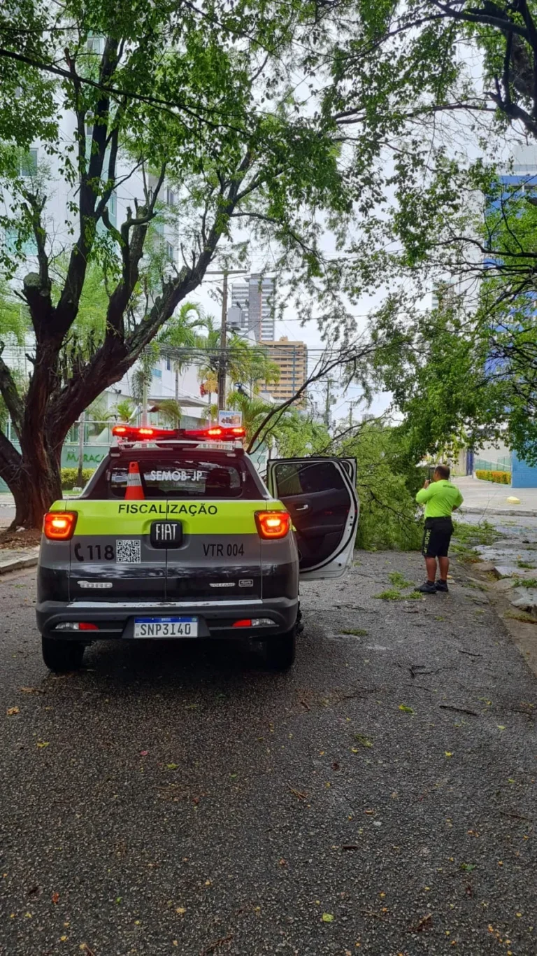 Ventos fortes causam queda de árvores em João Pessoa
