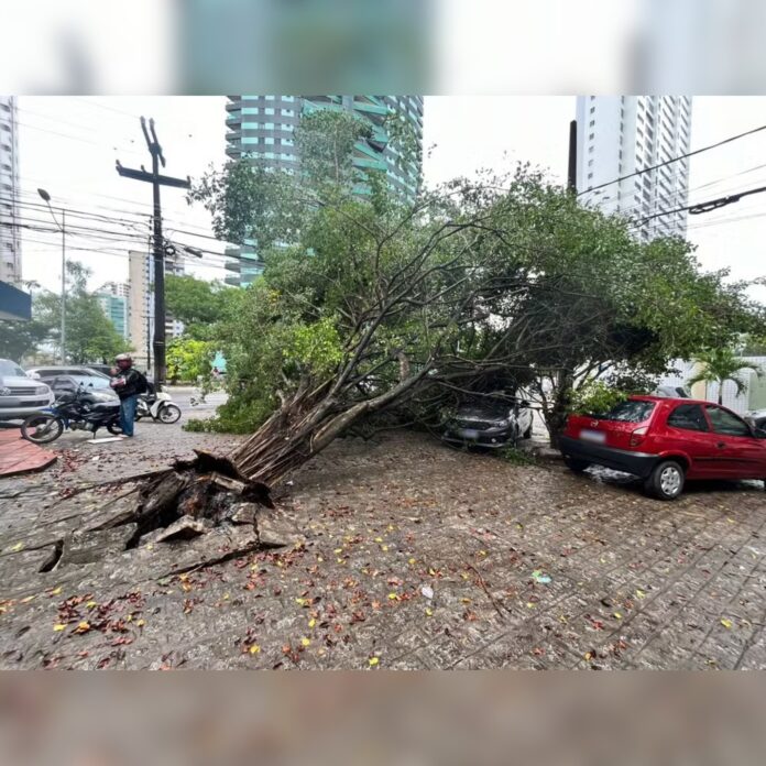 Ventania de 74 km/h atingiu João Pessoa e derrubou mais de 60 árvore na madrugada