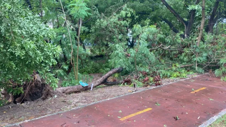 Chuva e ventania derrubam árvores e arrastam telhados em JP