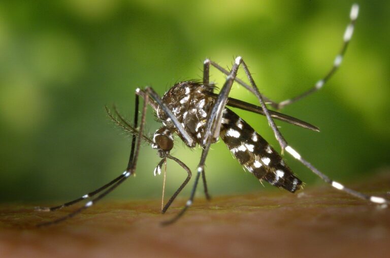 Pesquisa constata que dengue se espalha para o Sul e Centro-Oeste