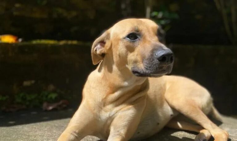 Família pede para enterrar cachorro em jazigo de cemitério público e comove moradores em Patos