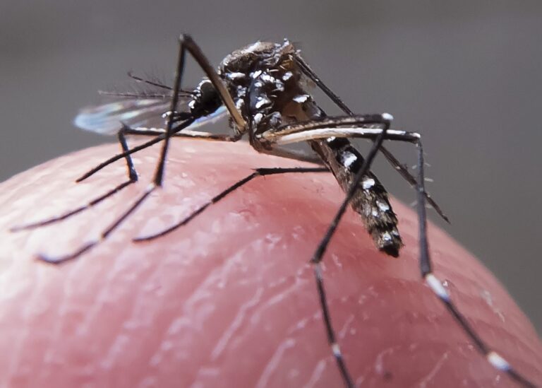 Paraíba ultrapassa 7 mil casos de arboviroses, deixando o estado sob alerta de emergência