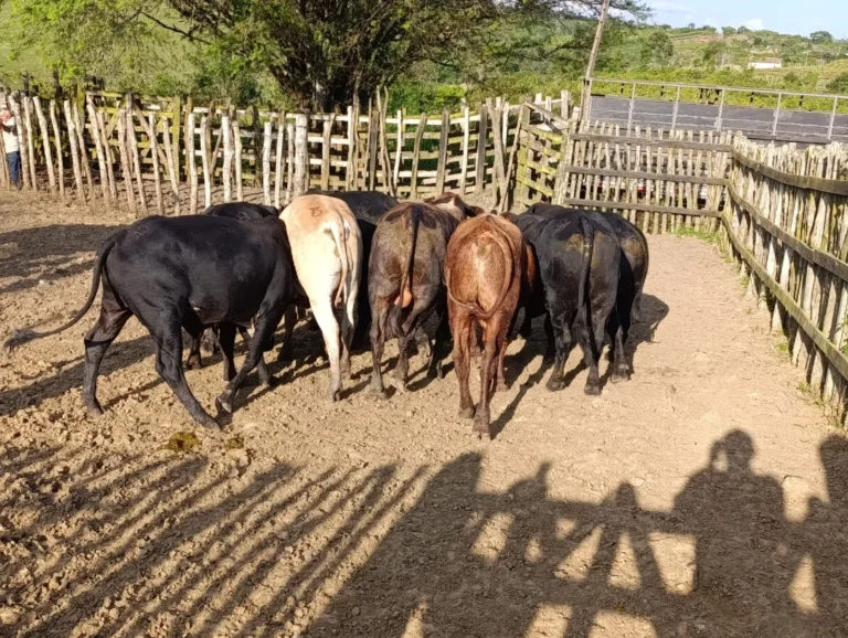 Polícia recupera mais de 30 cabeças de gado furtadas na região do Brejo da Paraíba