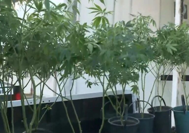 Plantação de maconha é apreendida em João Pessoa, e policial militar é preso