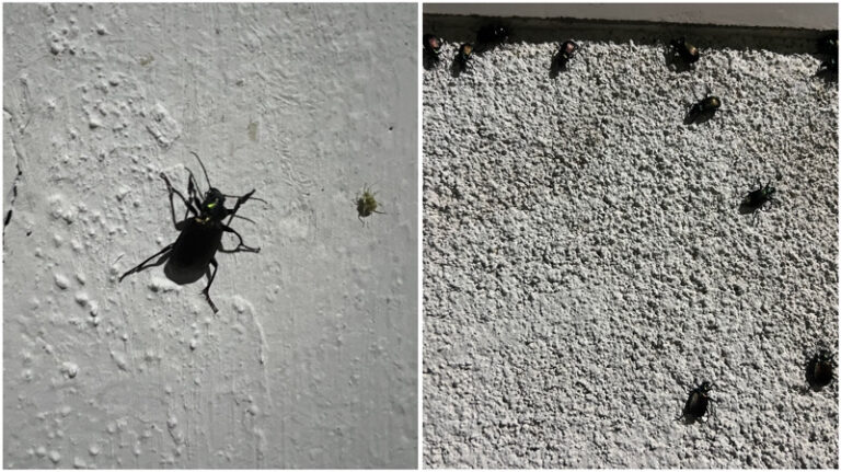 Ingá enfrenta infestação de besouros durante o período noturno