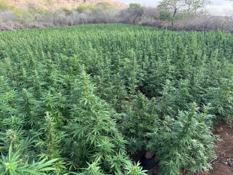 Polícias Federal e Militar encontram mais de 40 mil pés de maconha e desarticulam plantação no interior da Paraíba Polícias Federal e Militar encontram mais de 40 mil pés de maconha e desarticulam plantação no interior da Paraíba