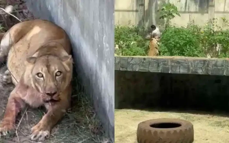 Homem que morreu ao invadir jaula da leoa na Bica era o “Vaqueirinho”, que atacou viatura da PM