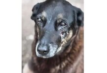 Caso Orelha: o que se sabe sobre até agora sobre a morte do cão em SC