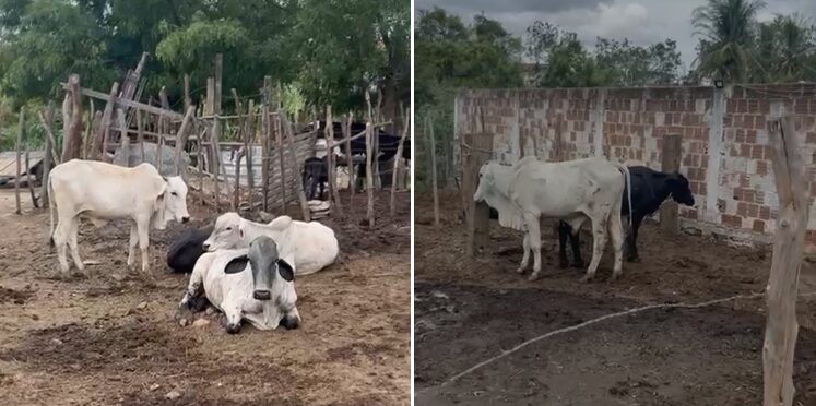 Polícia desarticula grupo suspeito de furto e receptação de gado