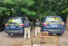 PRF resgata 245 animais silvestres durante operação, na Paraíba